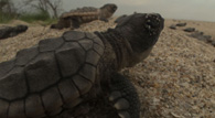 Turtle Song Feature